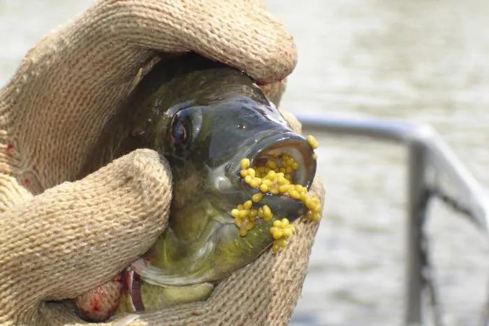 罗非鱼广东人爱吃,为什么美国人喜欢罗非鱼