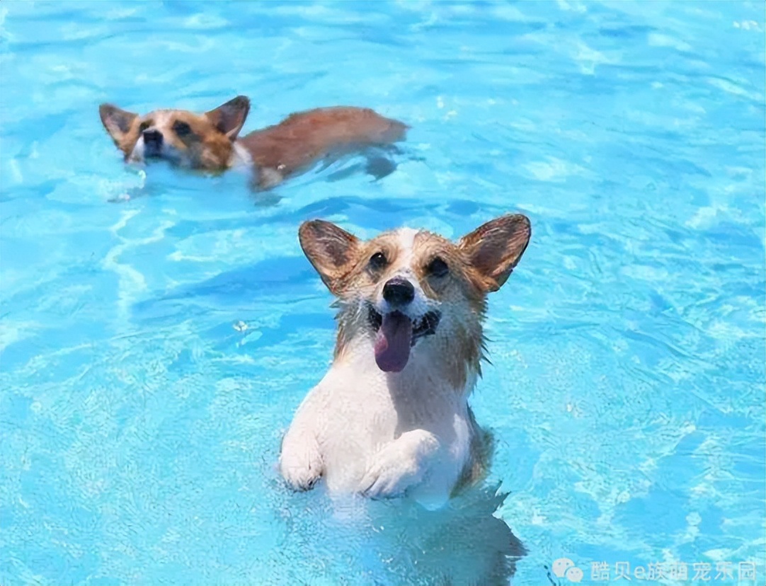 你踩过坑吗测试,你踩坑了吗金标贝壳头真假对比
