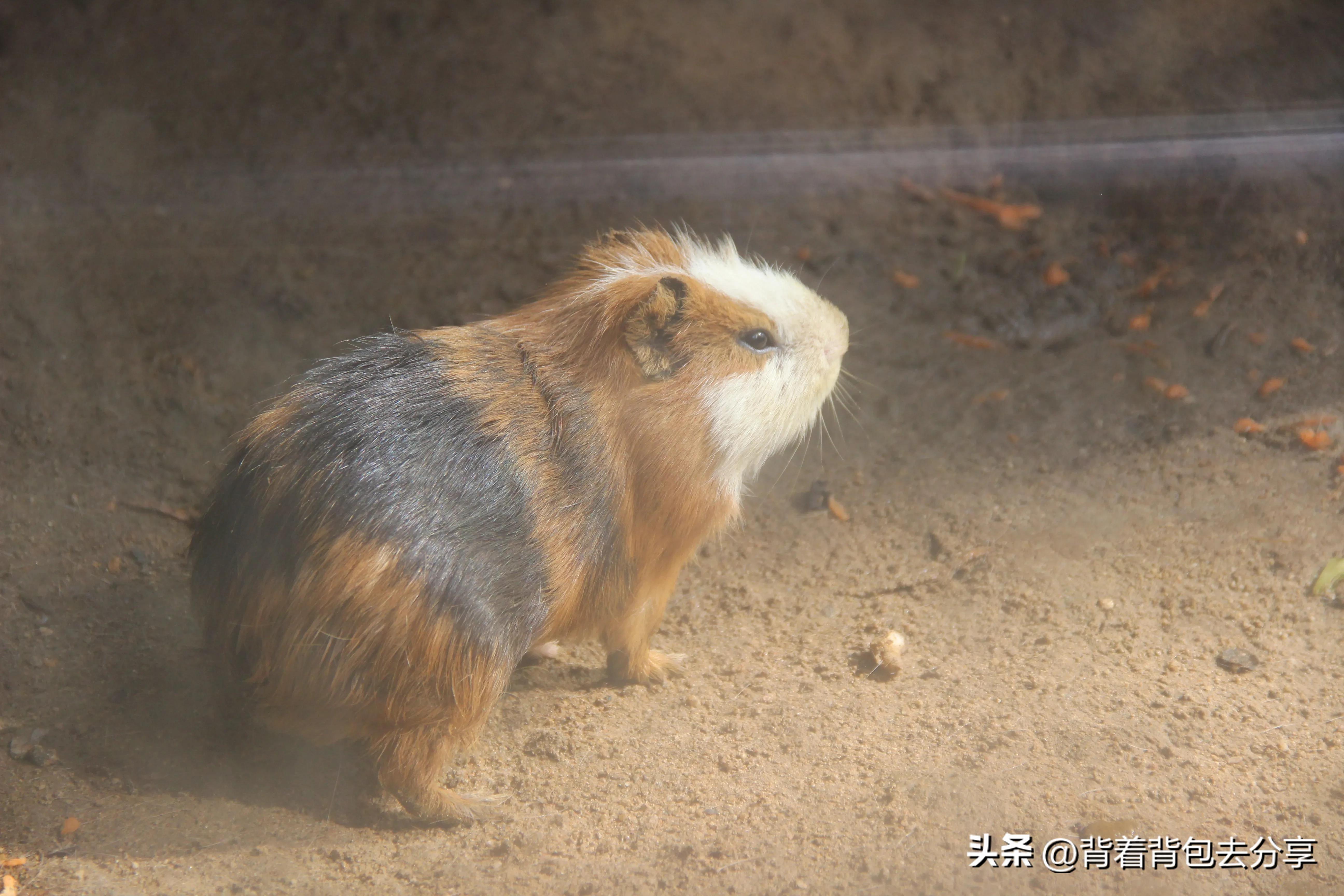 青岛大熊猫动物园8.5元门票预约,青岛动物园8.5元门票预约有熊猫吗