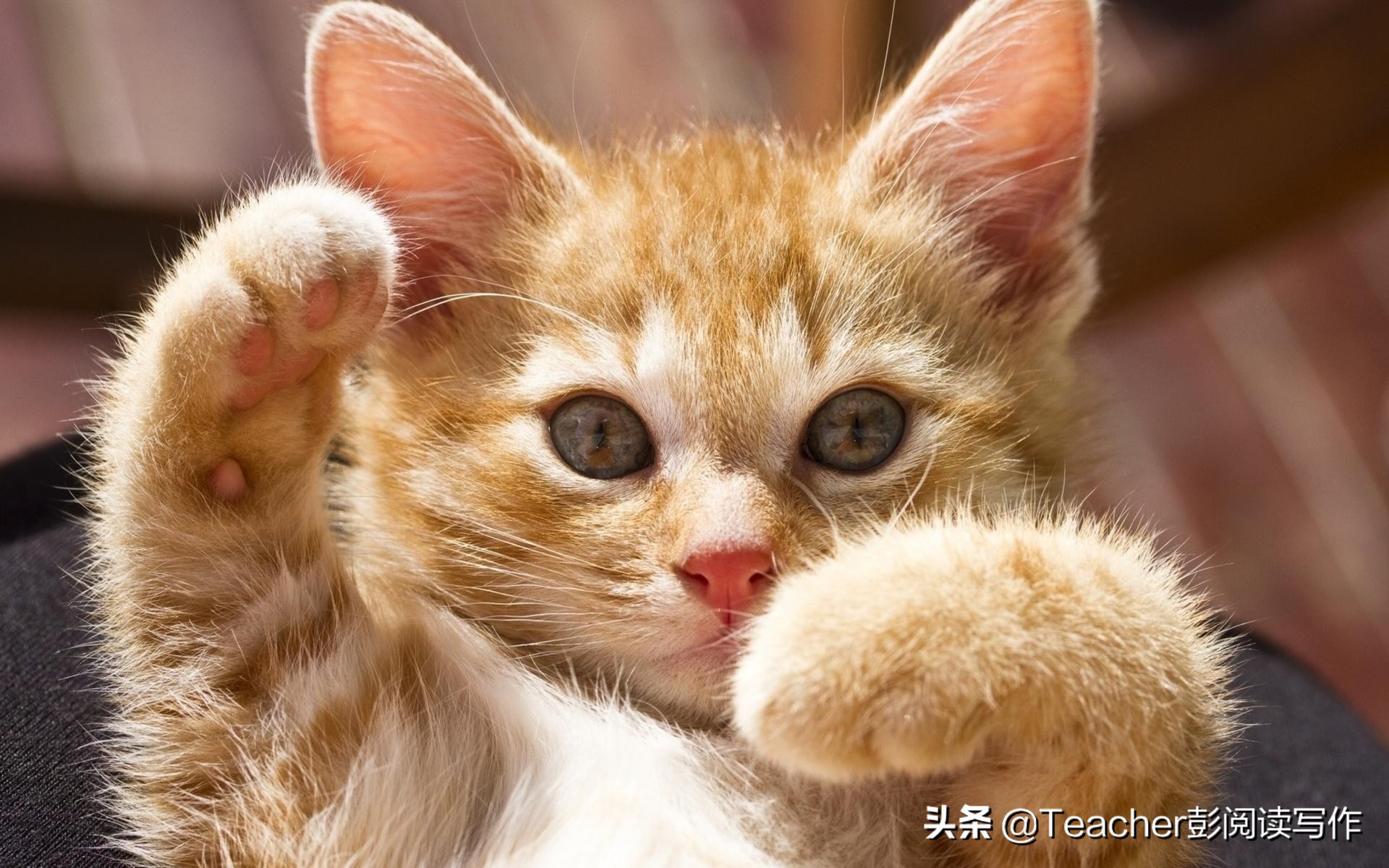 四年级下册第4单元动物朋友范文,四年级第四单元作文我的动物朋友