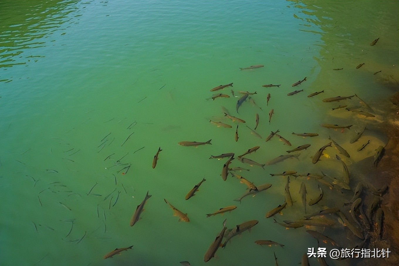 福建旅游攻略武夷山,福建武夷山旅游攻略一日游