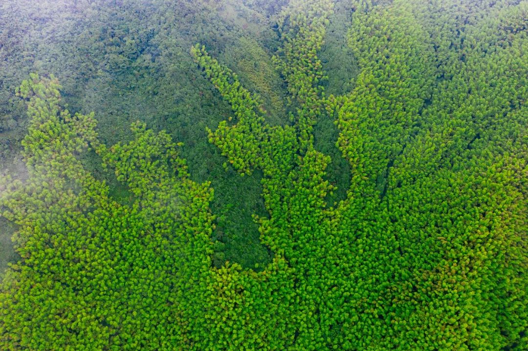 莫干山三天两晚绝美民宿,藏在莫干山的这家民宿真的美翻了