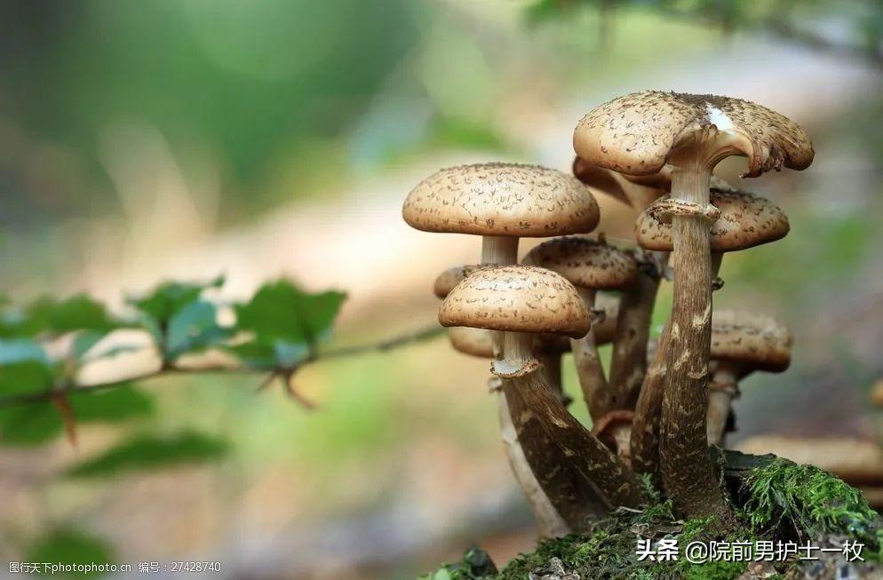 蘑菇中毒最常见品种,有毒蘑菇的八种识别方法