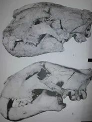 虎年的虎：我从哪里来，要到哪里去？