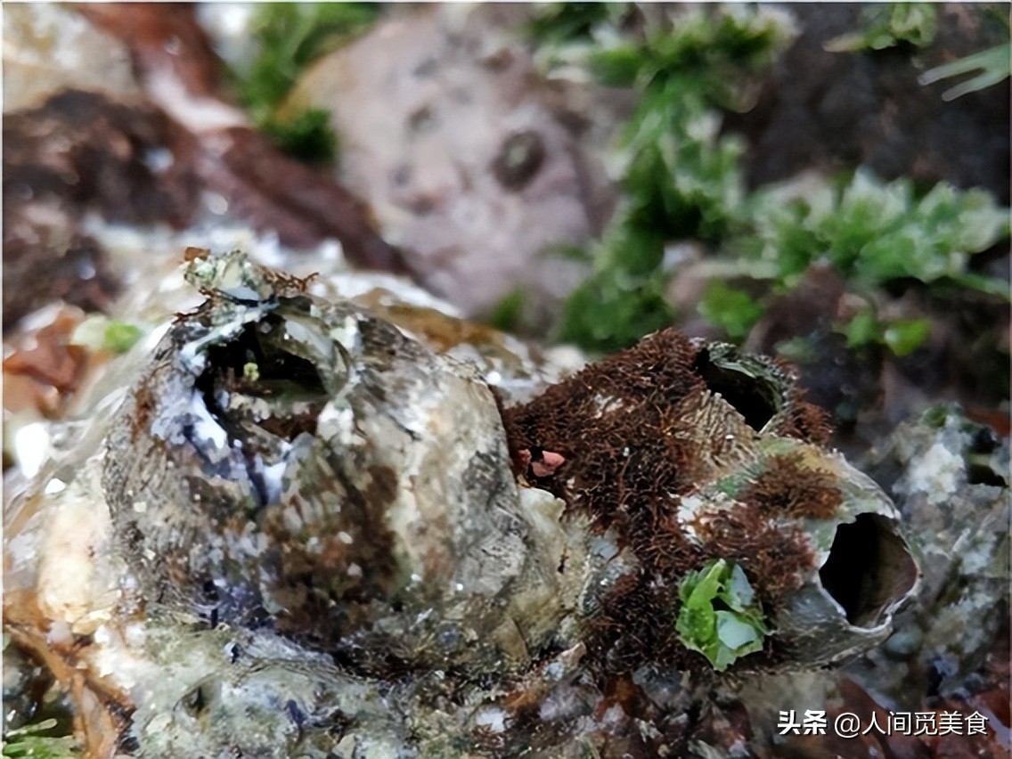 山东婆婆花1h做的菜，儿媳妇一口不吃直接扔了，网友：我也不敢吃