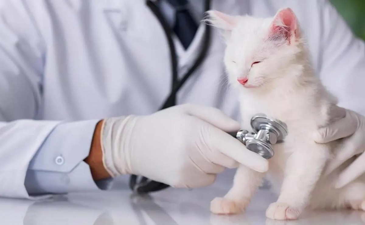 猫咪突然粘人张嘴喘气,猫咪像狗一样张嘴喘气是什么问题