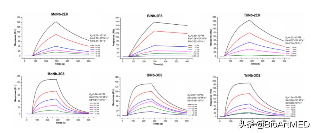 基孔肯雅热病毒是什么,基孔肯雅病毒要多久治好
