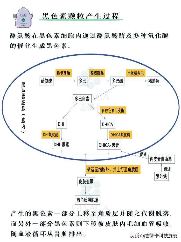 如何美白皮肤简单方法是什么,怎样美白皮肤最快最有效
