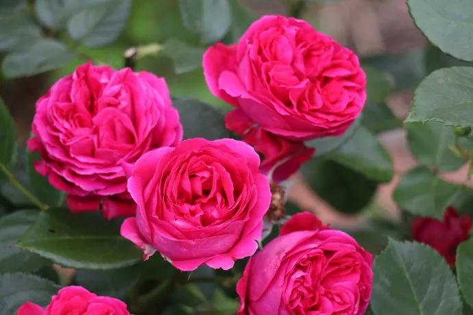 月季美图100张,妩媚动人的月季花图片