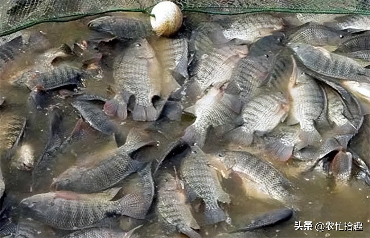 饲料行业低迷如何破局,小型饲料厂亏本