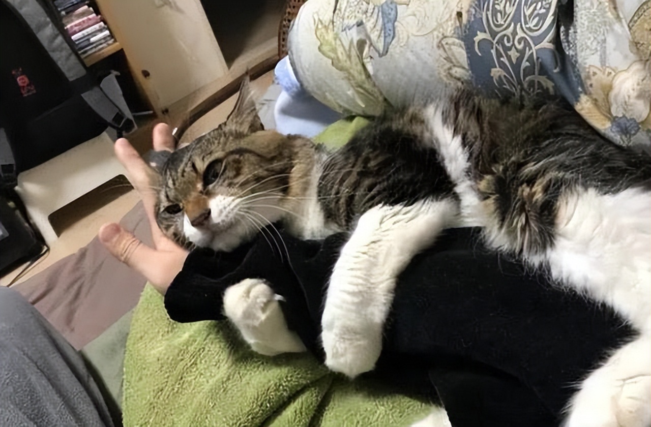 狸花猫护食该打吗,护主的狸花猫