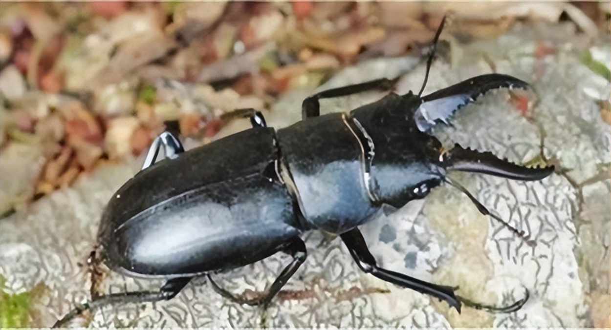 这些东西绝对不能带回家,这几种危险东西不能带回家