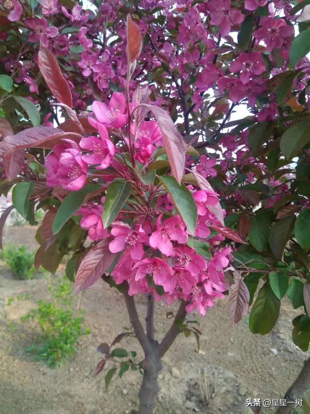 坏蛋是怎样炼成的播讲,坏蛋是这样炼成的漫画配音