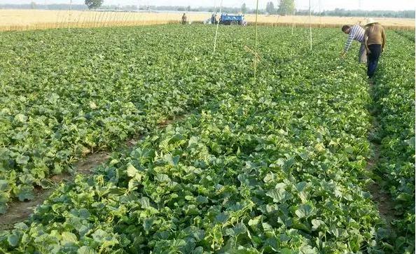 绿宝石香瓜的种植方法和注意事项,香瓜种植技术选瓜留瓜