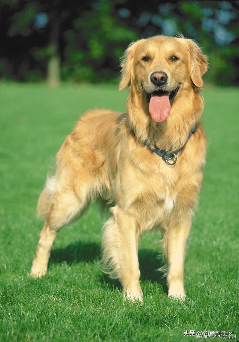 金毛鼻子老是哼哧哼哧怎么回事,金毛的鼻子黄色的是怎么回事