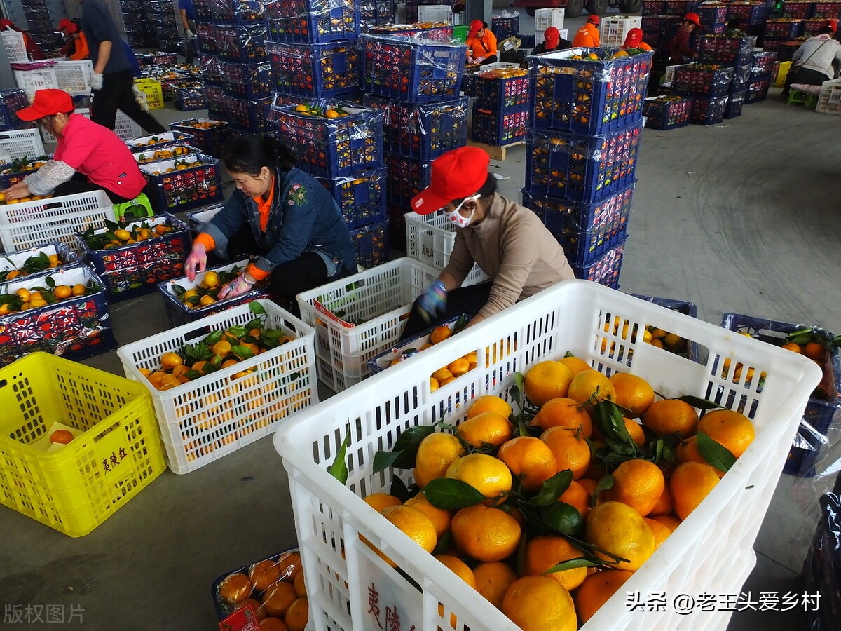 农村电商的七个现实问题解析,一分钟看懂农民电商