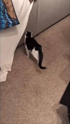 猫咪被我打的腿瘸了怎么办,猫咪跑跳都没事但走路腿瘸