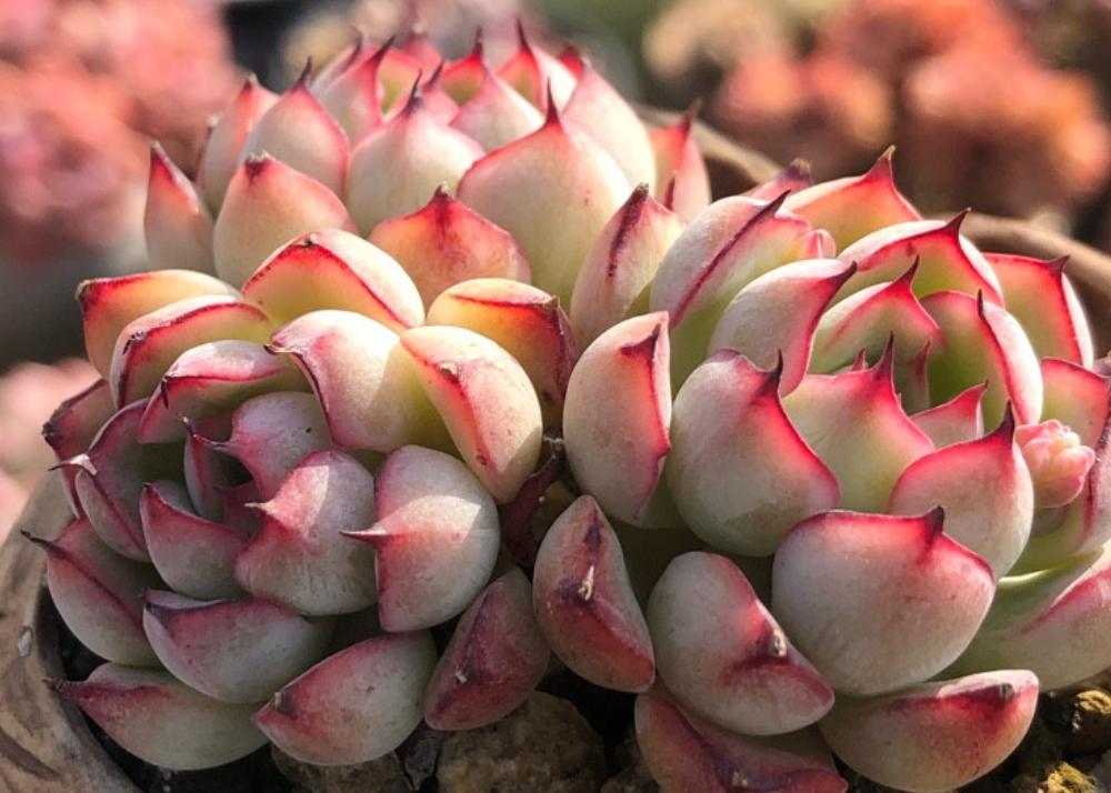 高颜值又皮实好养的多肉,天生好皮囊