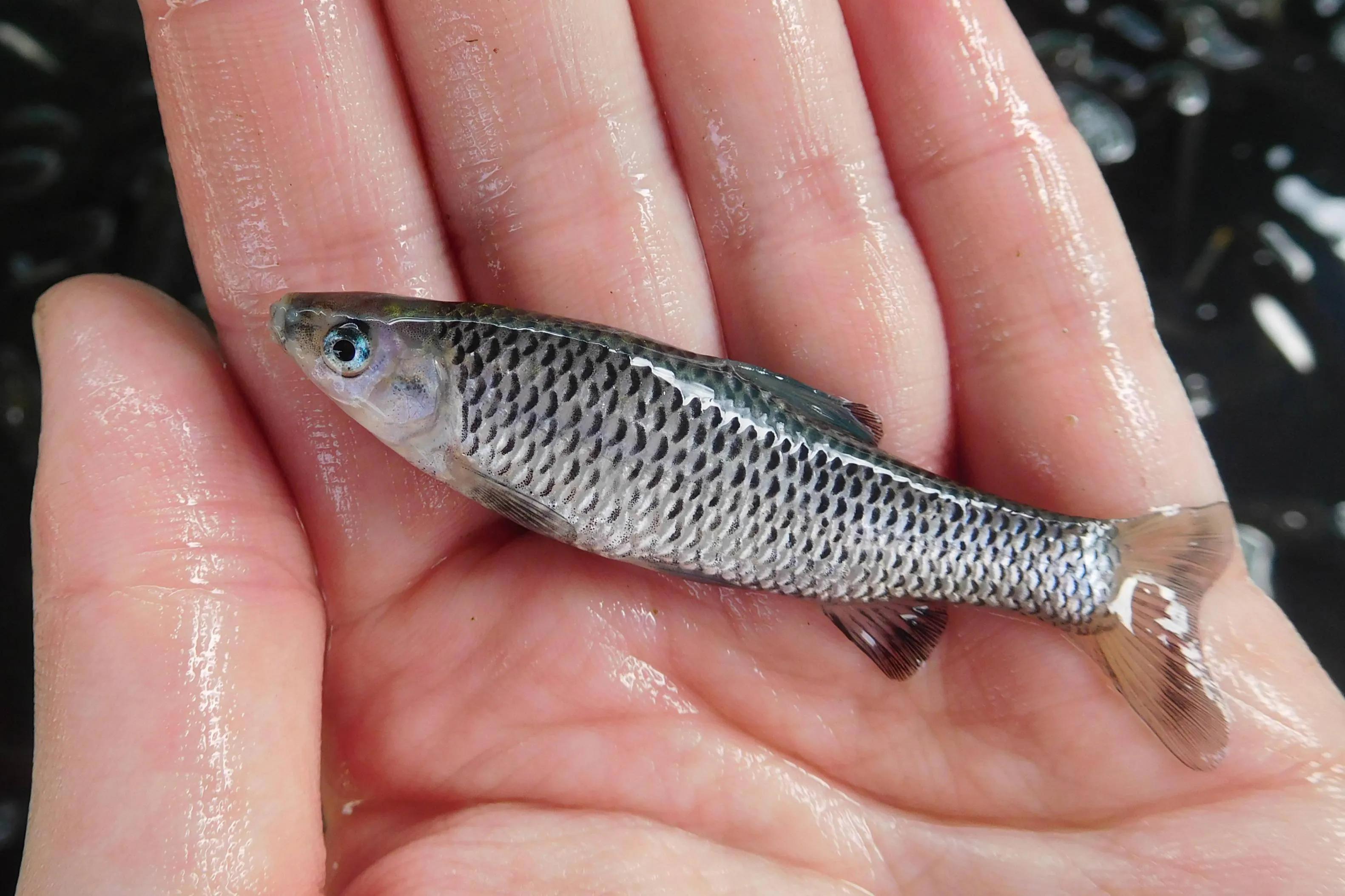 中国淡水鱼图谱大全集,中国各种淡水鱼的图片和名字