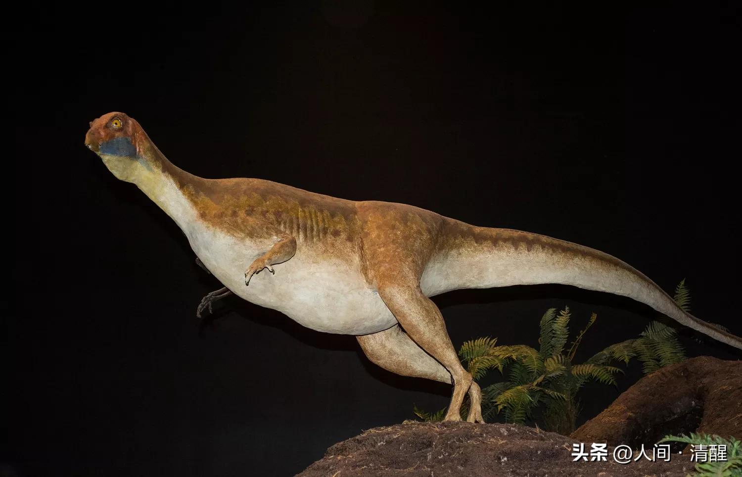 游星方舟奇怪的恐龙,世界上最奇葩的恐龙是什么恐龙