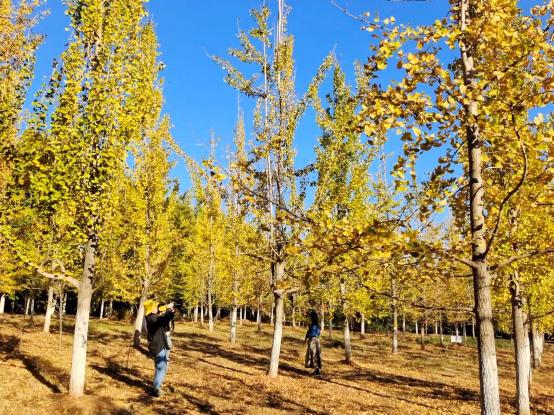 南昌的秋天文案,南昌的秋天闪闪发光