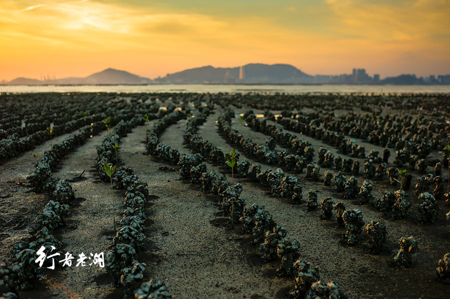 香港通关你会去吗,香港旅行攻略拥抱着你的离去