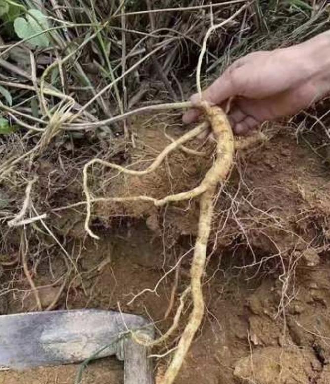 挖出一棵150年以上的老山参,挖出最大的野山参