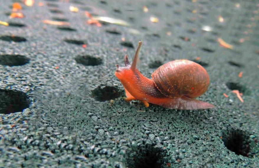 带“牛”却不是牛，似牛非牛，刷新你的认知