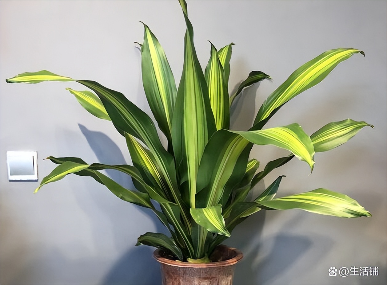 巴西木养殖方法与注意事项,巴西木秋季的养殖方法和注意事项