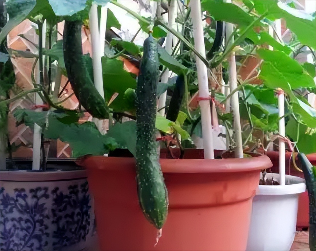 阳台如何种植蔬菜养花,阳台可以种植哪些蔬菜花卉