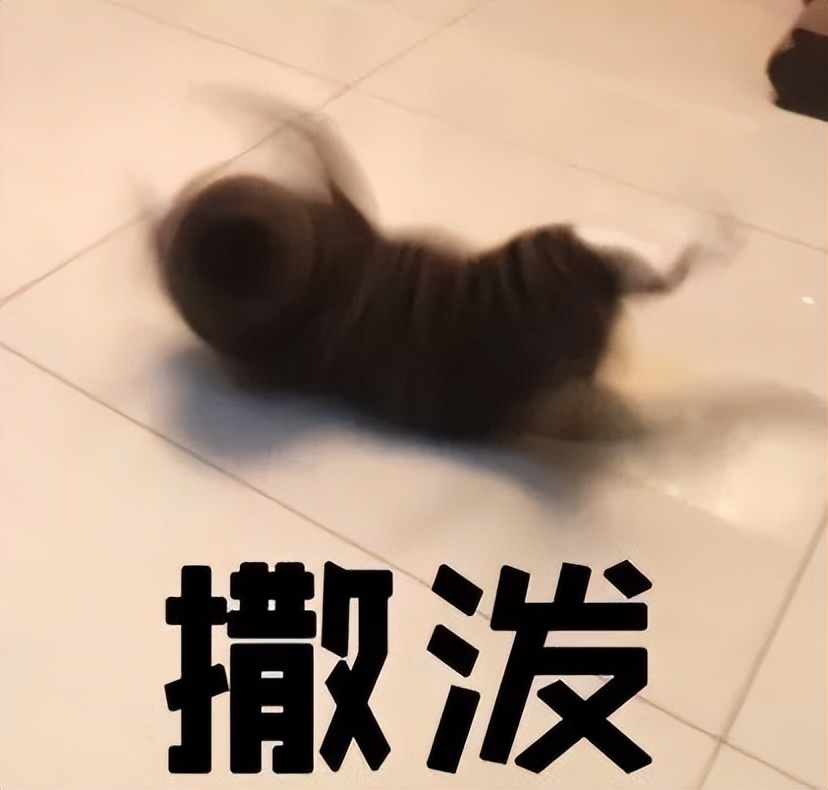 两只猫打架喵星人殊死搏斗满嘴毛,两只猫打架互拔胡子