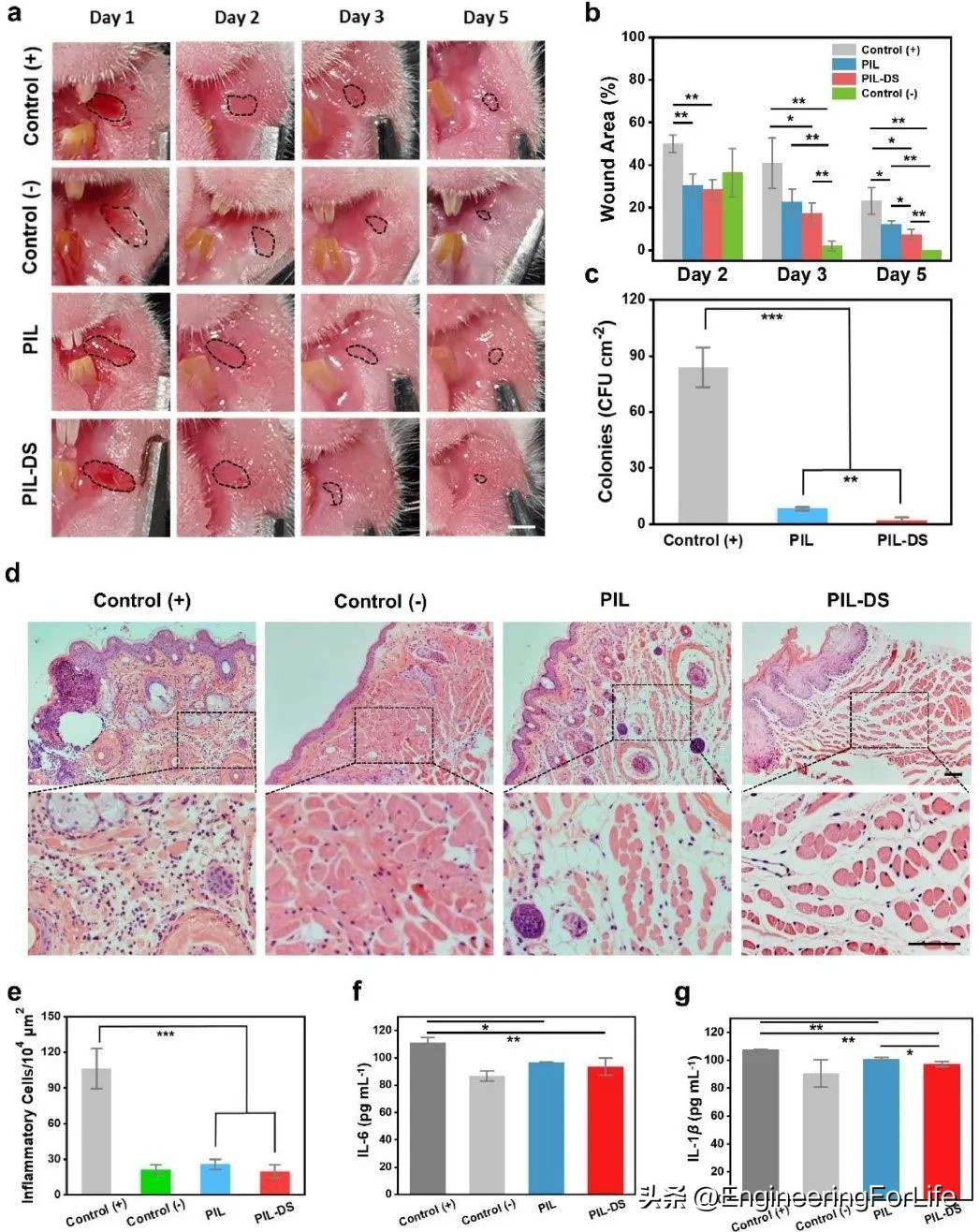 《ActaBiomaterialia》苏州大学：聚离子液体贴片，贴口腔溃疡!