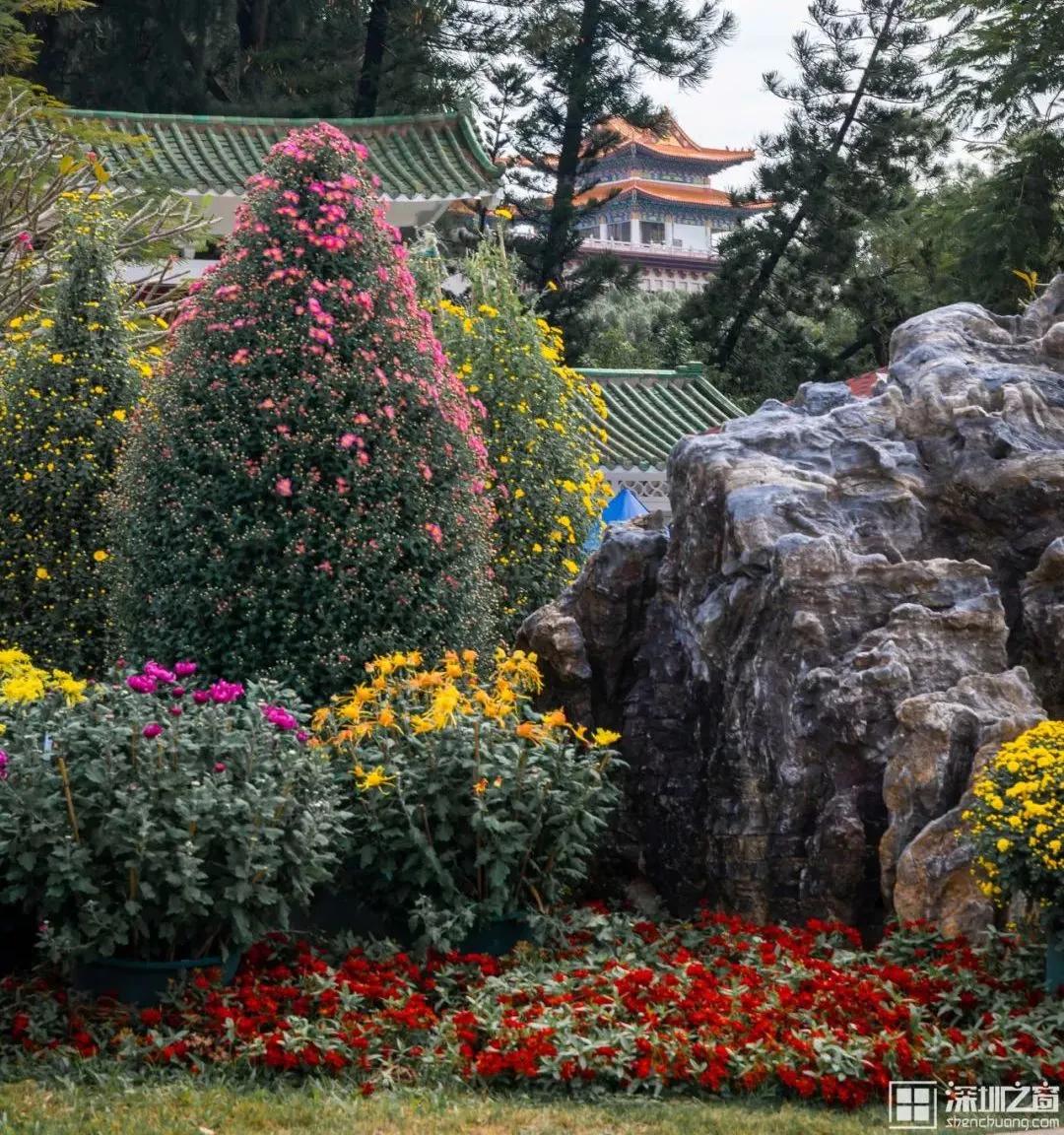 66万盆菊花东湖公园菊花展,东湖公园菊花展有哪些菊花
