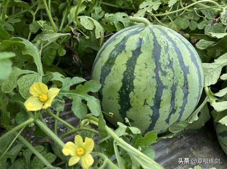 网易新浪头条及部分网络平台对纪实自传体回忆录《草根春秋》评论