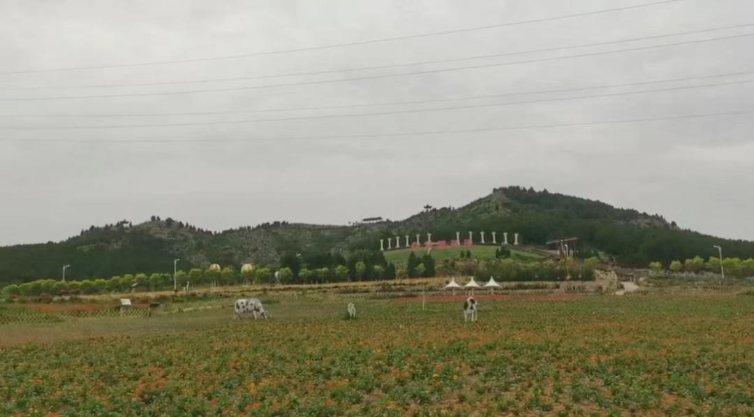 平阴玫瑰博览会门票,2019平阴玫瑰产业博览会