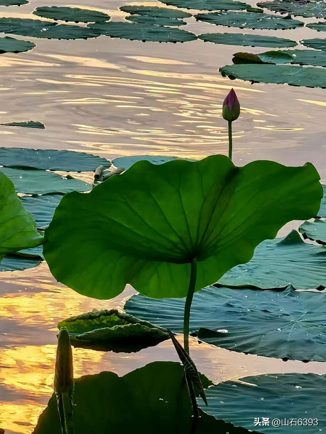 「战友美拍」“荷颂”系列17:陶俊峰的《荷叶之美》