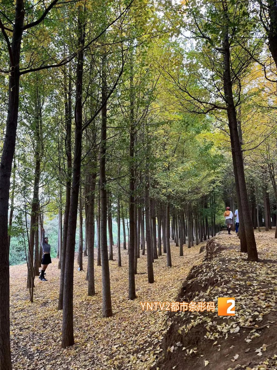 秋天的云南哪里漂亮又美丽,有一种美叫云南的秋天美景