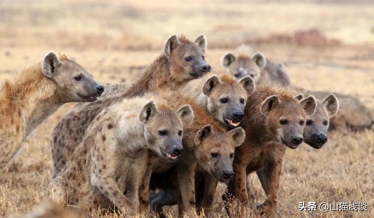 鬣狗会攻击人吗,鬣狗会攻击人类吗