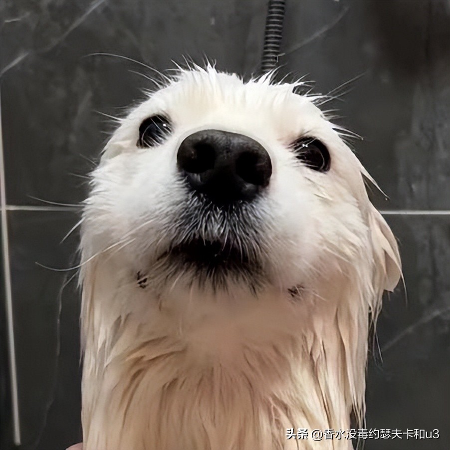 三大网红香水,十大网红香水值得入手吗