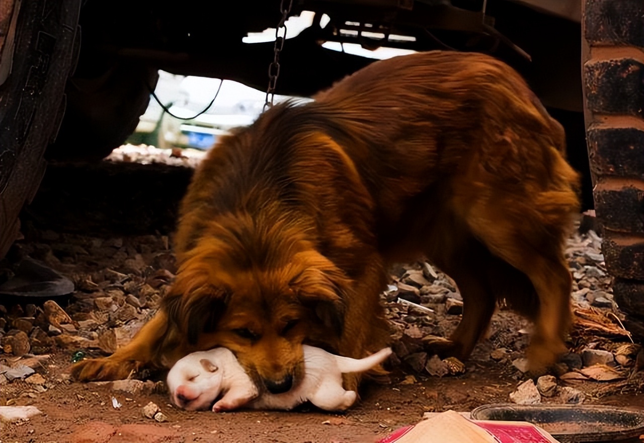 养狗多年才明白，母狗把狗崽“叼给”你，并非因为信任你
