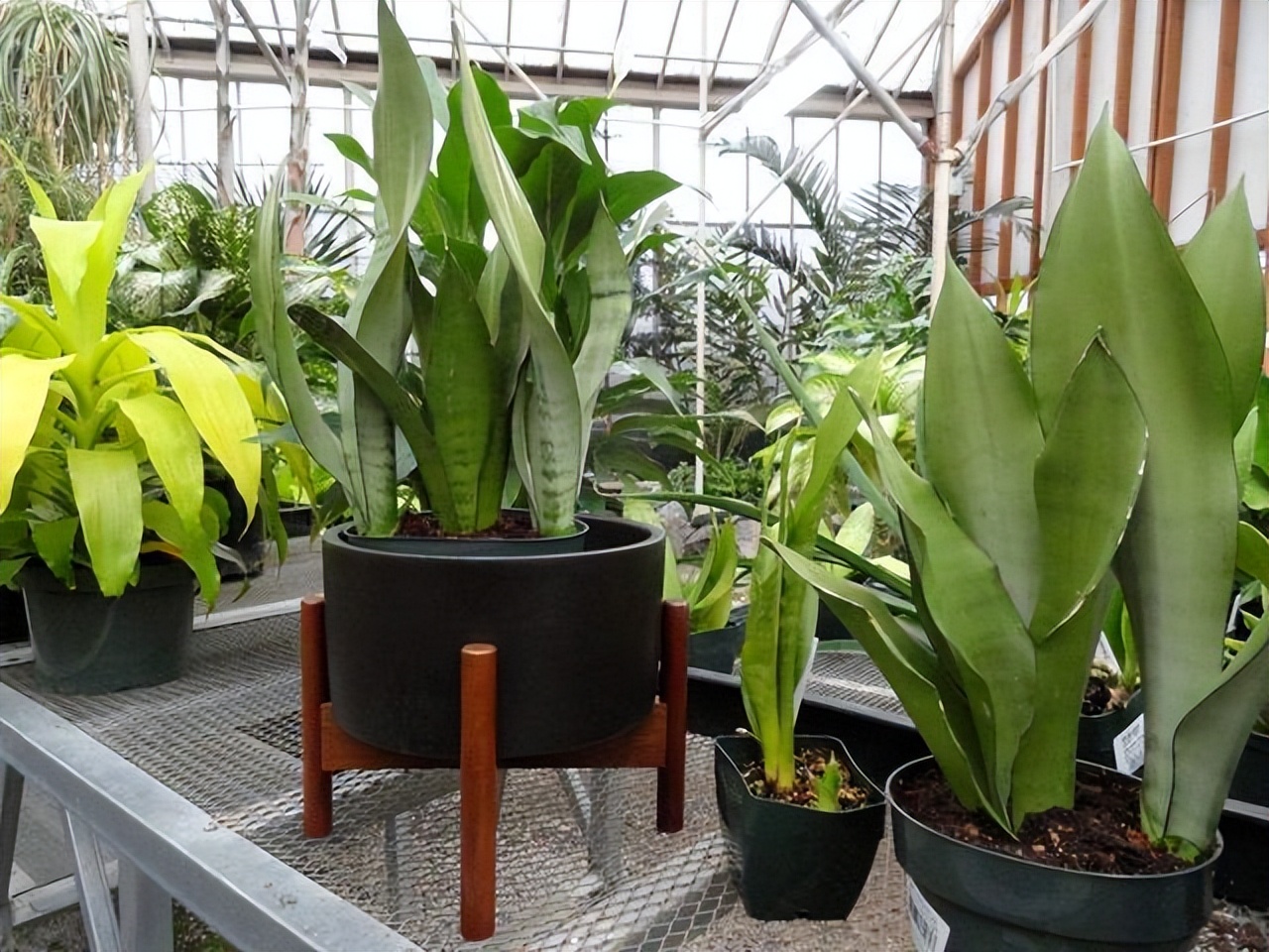 家里养哪种绿植好养且净化空气,除甲醛最好的绿植花