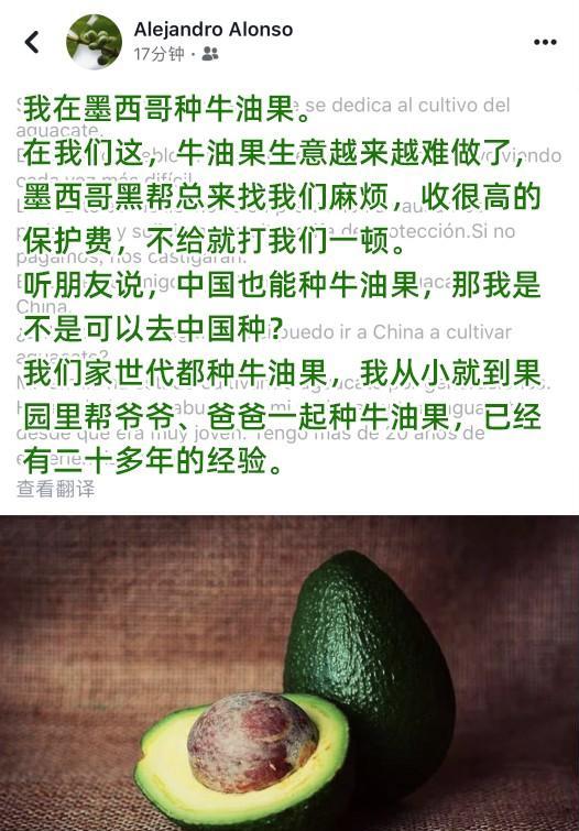 牛油果亩收益,牛油果进口一个多少钱