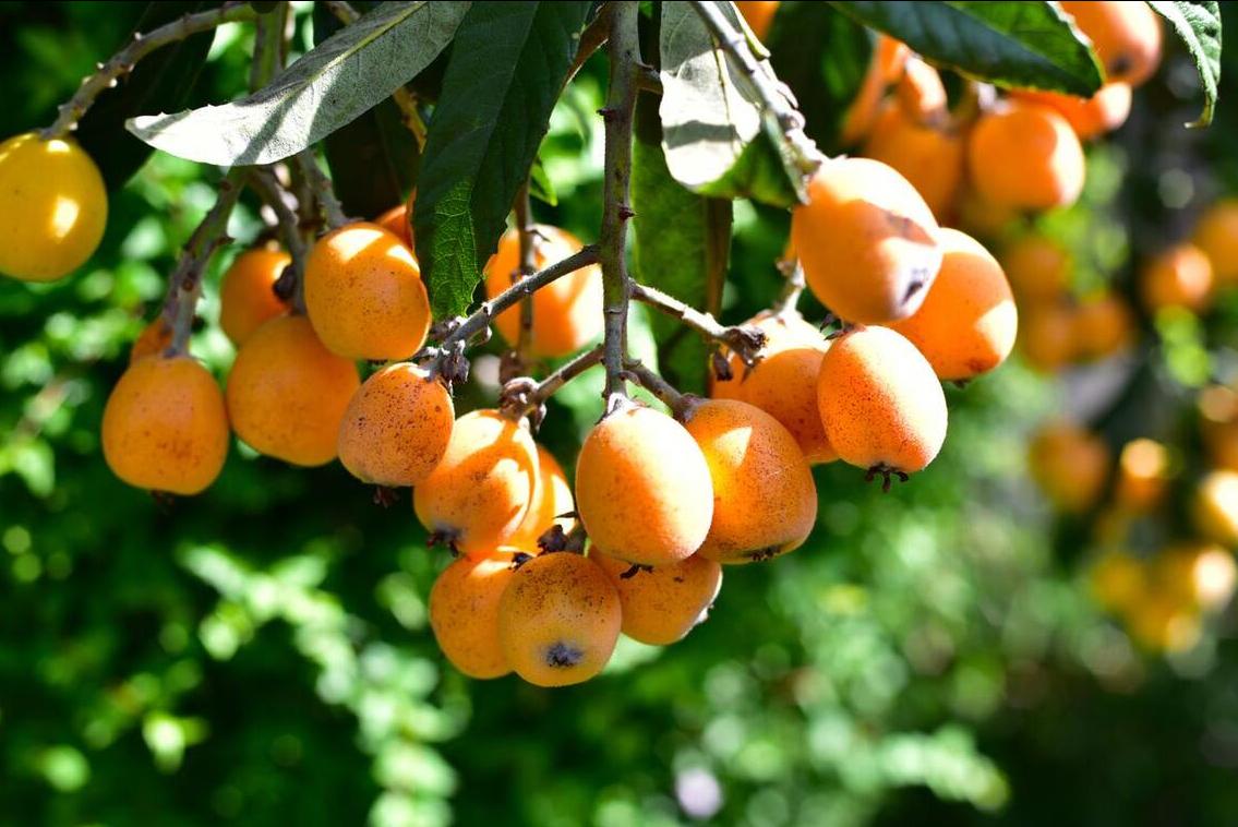 夏天有吃不完的时令水果,夏天过夏必备食物
