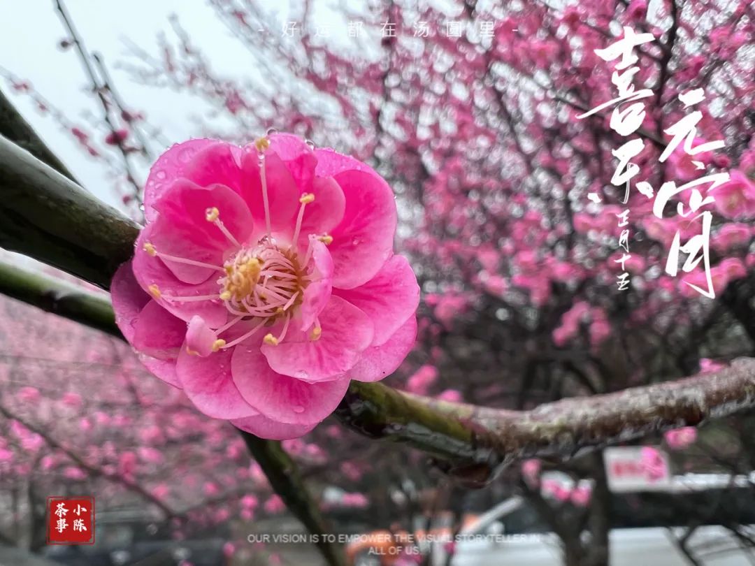 中国人的元宵节和中国人的茶,质朴、天然、纯真,浑然天成