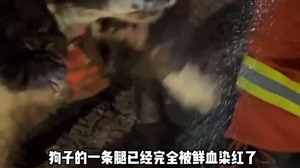 狗狗腿上受伤了怎么包扎,狗狗受伤后疼的全身发抖怎么办