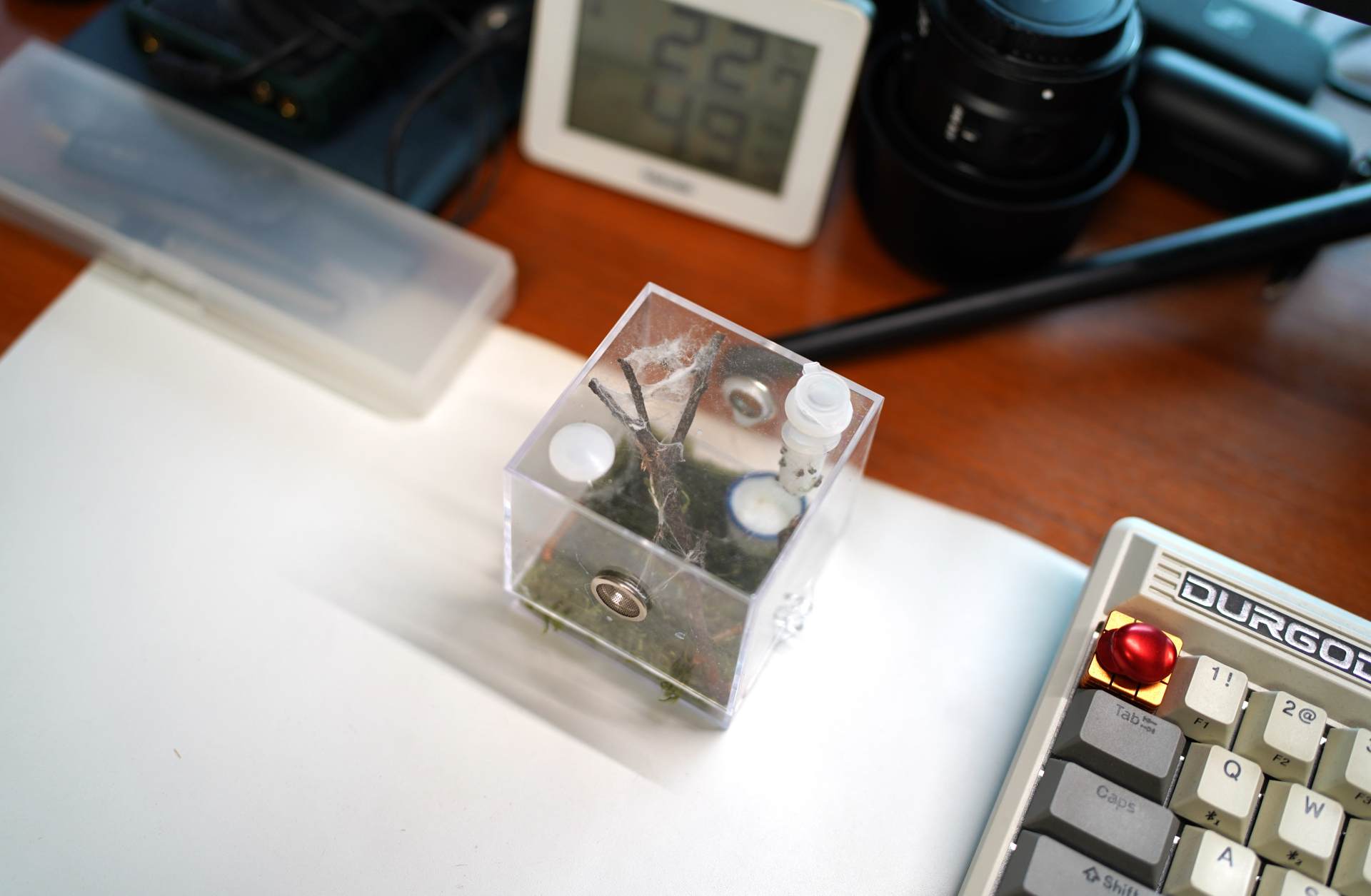 猫狗不停，除了猫狗，这些小可爱，你家的娃都养过了吗？