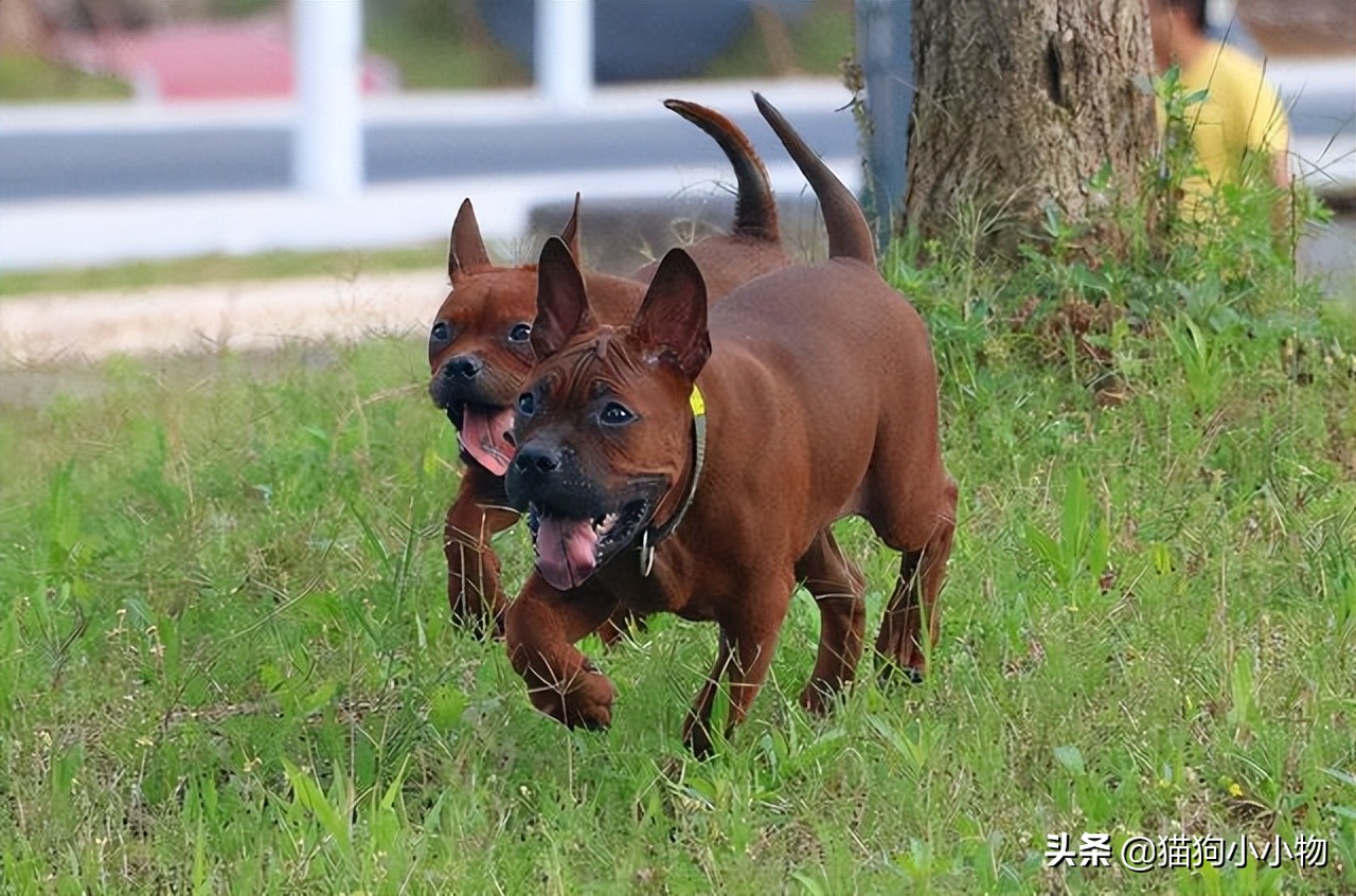 猎犬之王川东猎犬,川东猎犬中国猎犬排第一名的犬