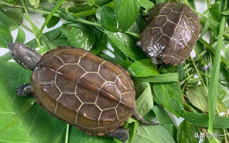 新手养龟的基本知识,入门养龟用什么龟缸