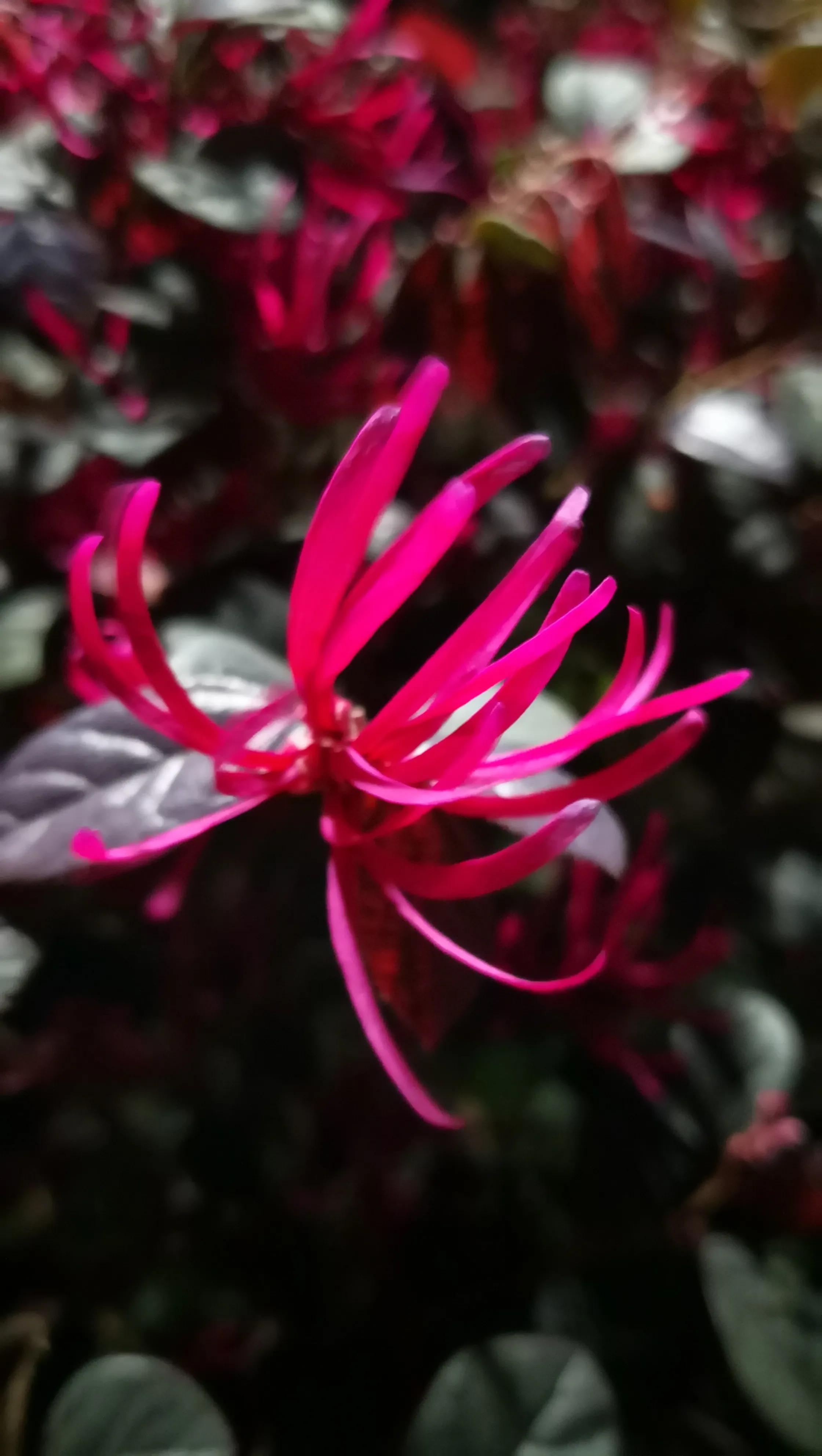 红花檵木为什么是红色,红花檵木几个颜色