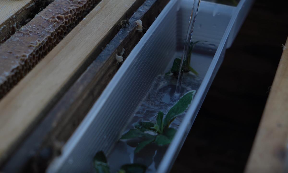 蜜蜂养殖注意事项及禁忌是什么,蜜蜂养殖要注意事项和方法是什么